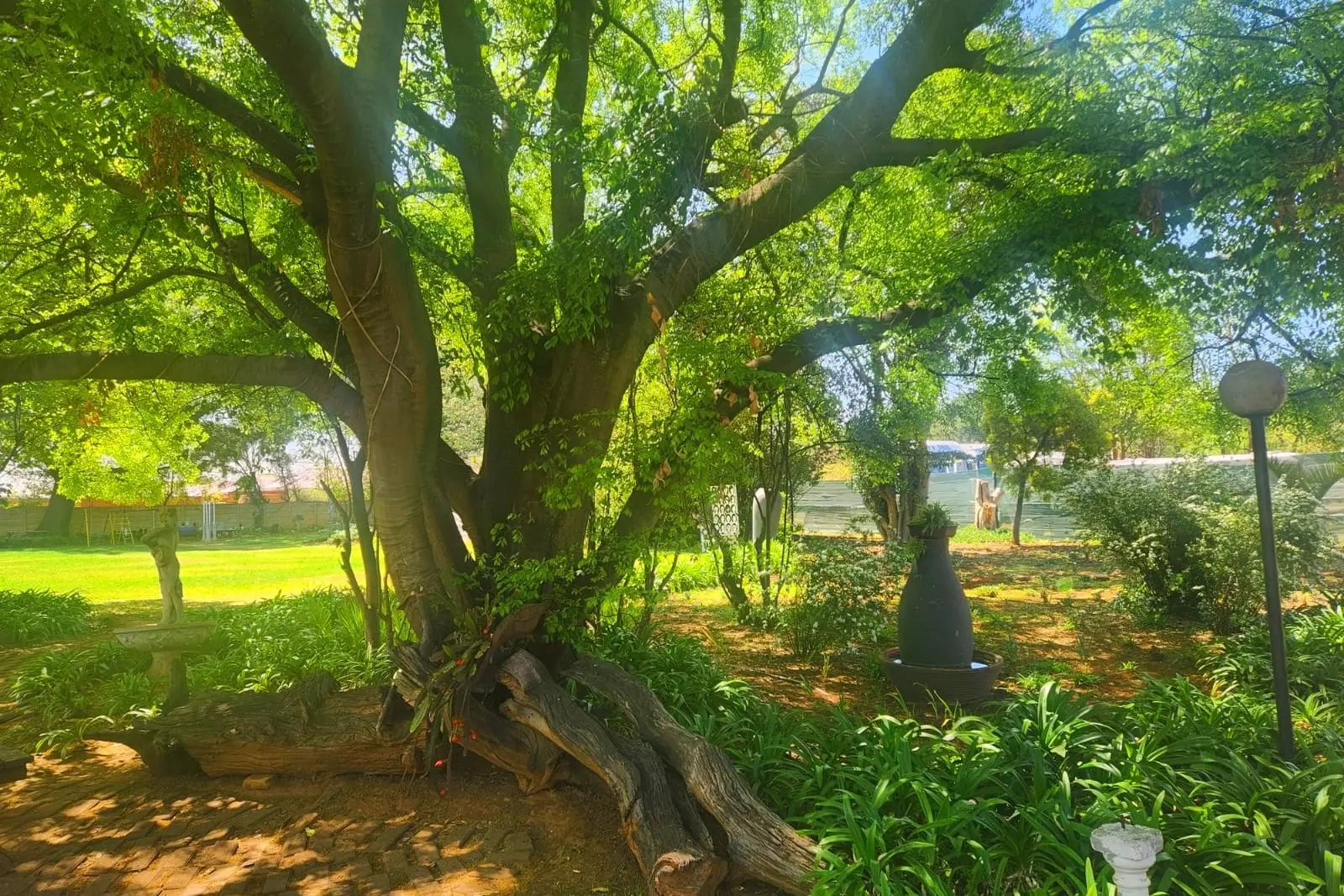 Dappled sunlight through a large tree on the lawn