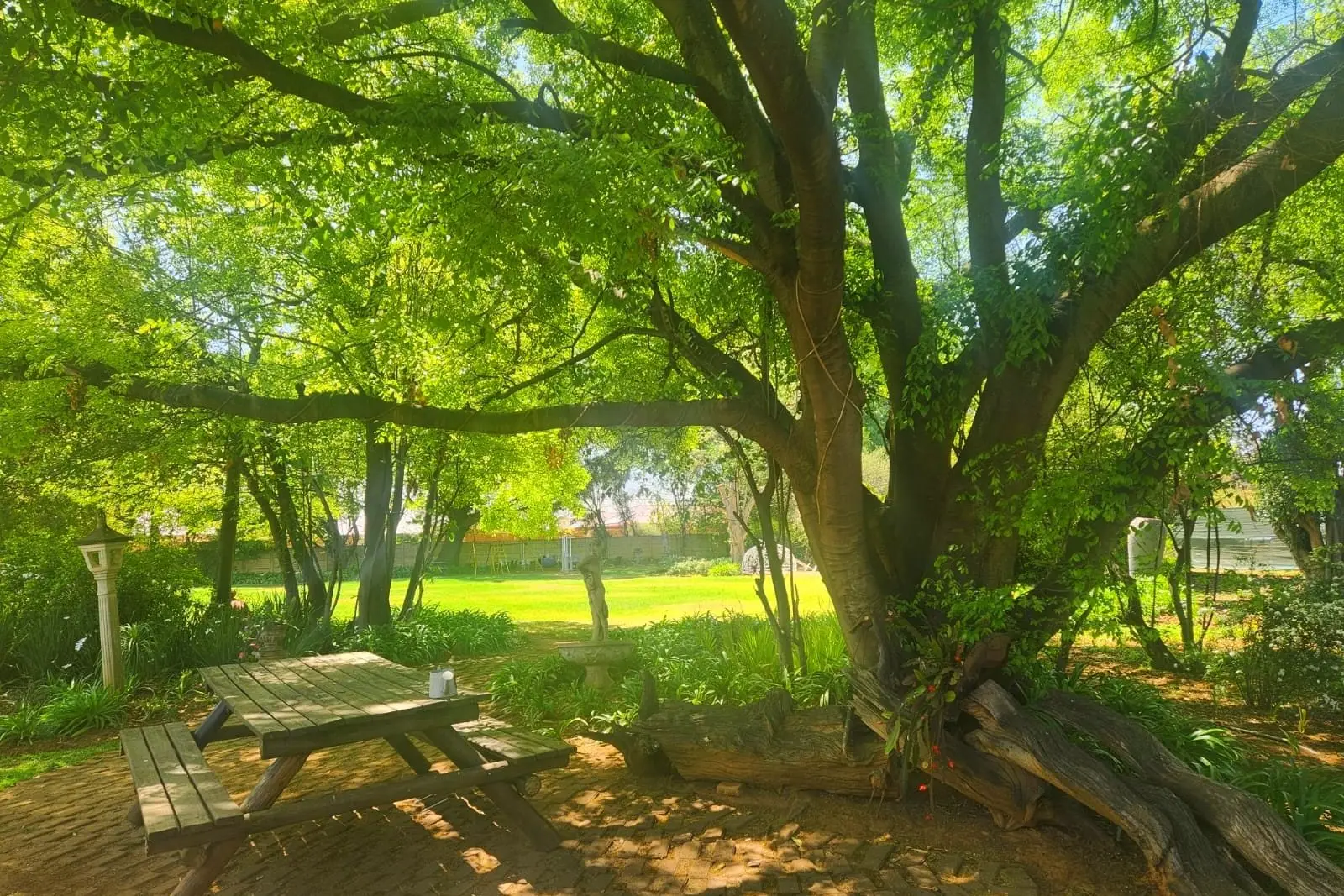 Sunlight through the branches of an old tree on the lawn